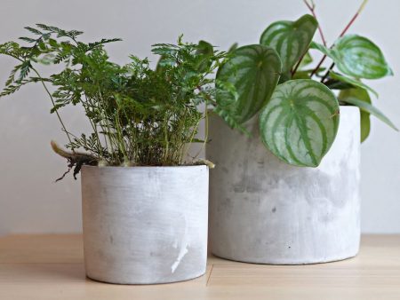 Willow Cement Planter on Sale